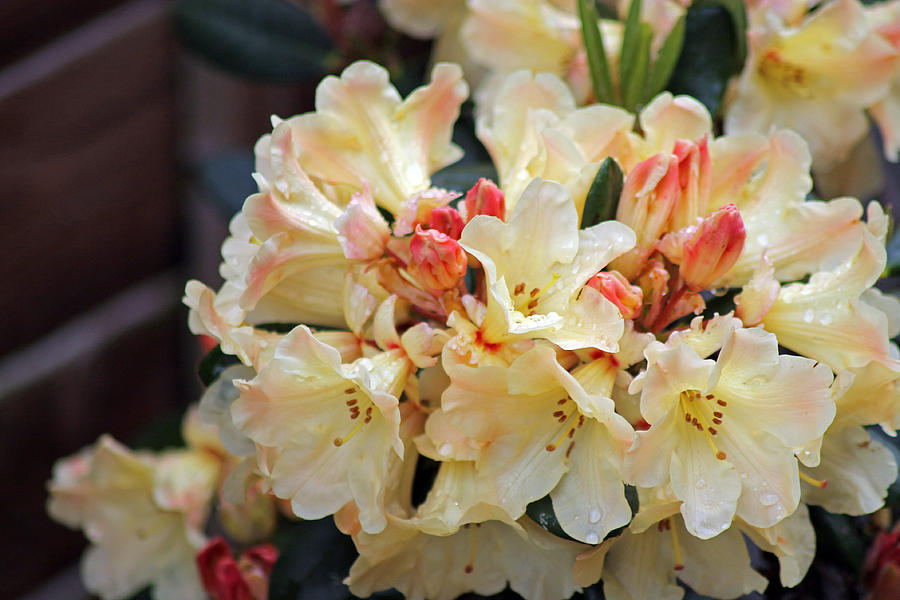 Rhododendron Nancy Evans Photograph by Tony Murtagh