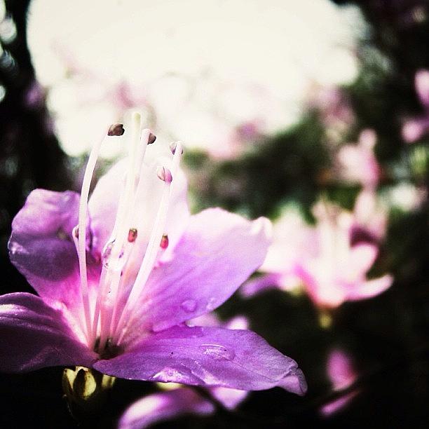 Rhododendron Photograph by Nao Kato