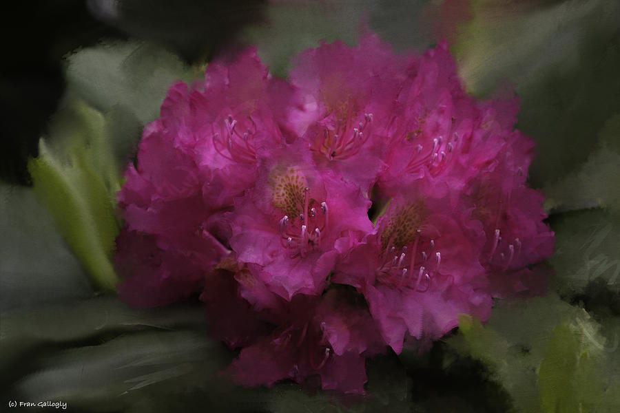 Rhododendron Nova Zembla Photograph by Fran Gallogly