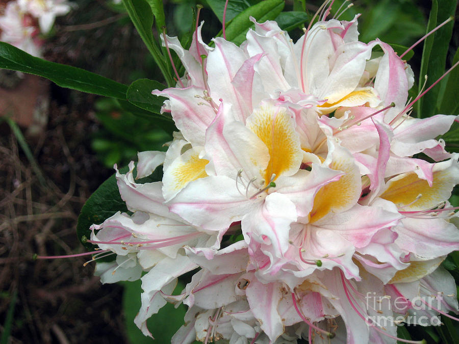 Rhododendron occidentale Blossom Photograph by Ellen Miffitt