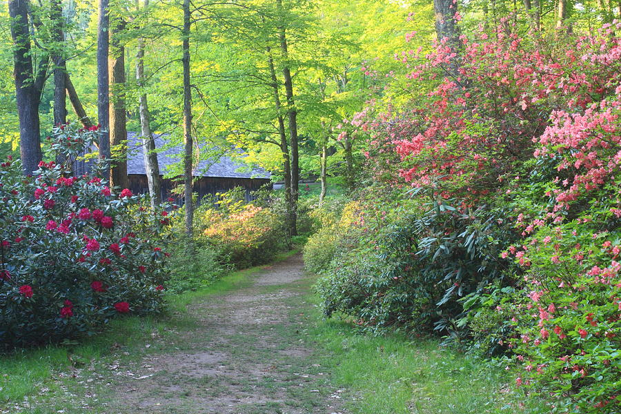 Rhododendron Path in Evening Light Photograph by John Burk