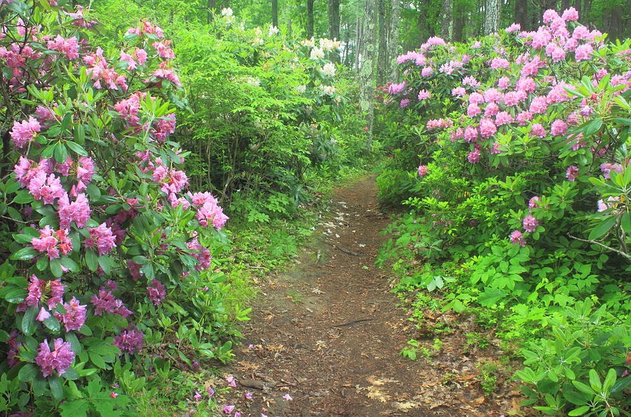 Rhododendron Path Photograph by John Burk