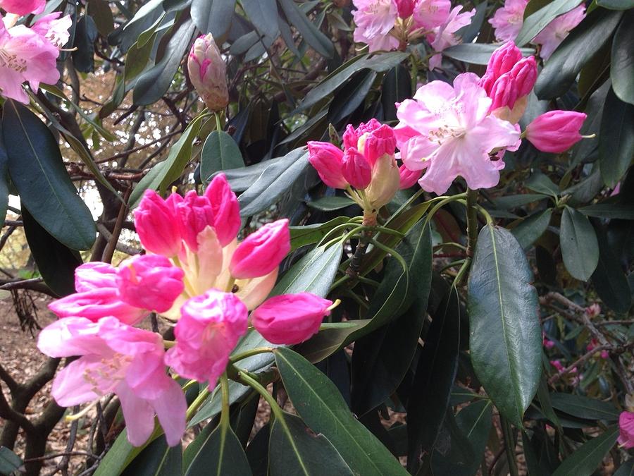 Rhododendron Photograph by Pema Hou