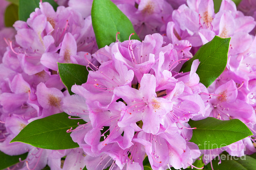 Rhododendron Shrub Photograph - Rhododendron Pink I by Regina Geoghan