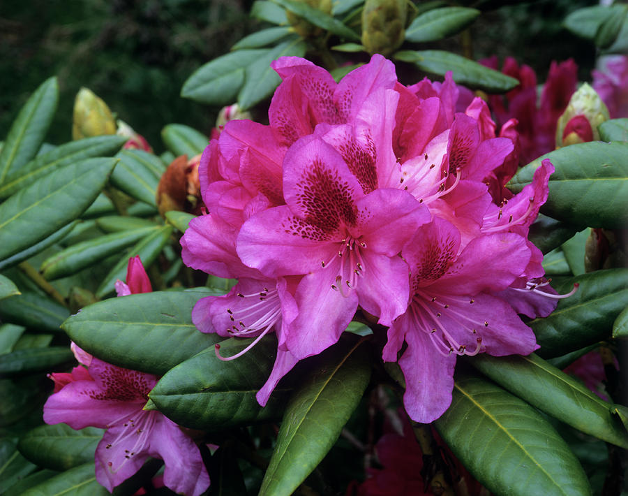 Rhododendron 'pink Pearl' Flowers Photograph by Andrew Ackerley/science ...