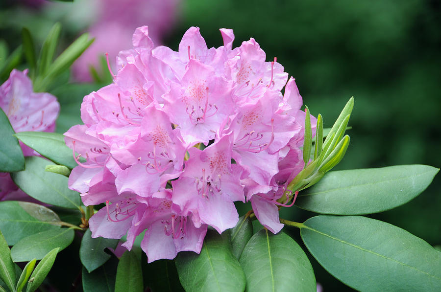 Rhododendron Ponticum Flower Photograph by Bonnie Sue Rauch - Pixels