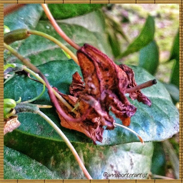 Rhododendron Remnants #lovelydeadcrap Photograph by Anna Porter