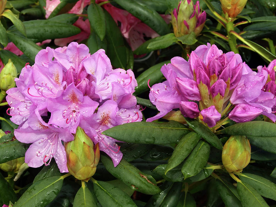 Rhododendron 'roseum Elegans' Photograph By Ian Gowland Science Photo 