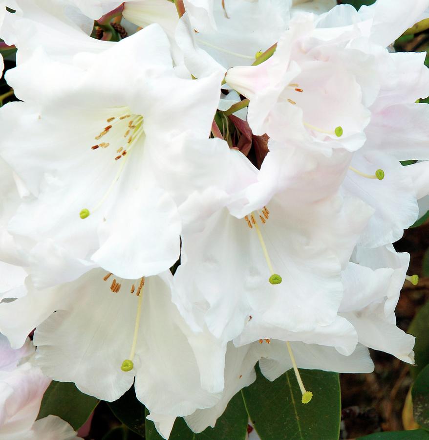 Flower Photograph - Rhododendron silver Moon by Anthony Cooper/science Photo Library