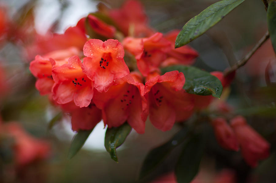 Rhododendron Sonata Photograph by Ralf Kaiser