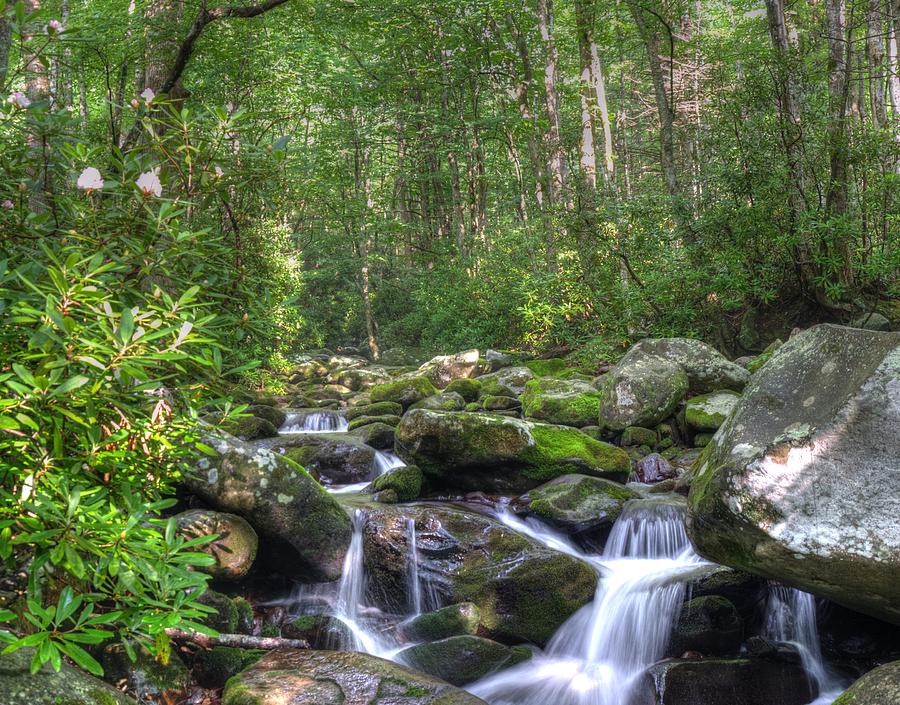 Rhododendron Stream Photograph