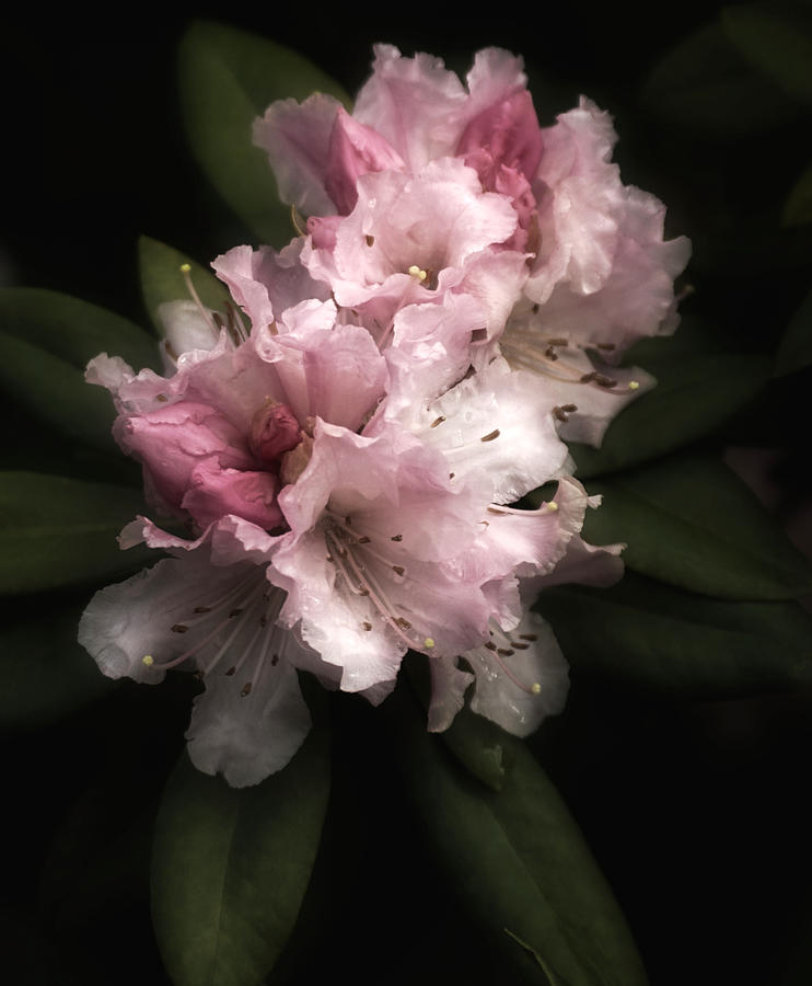Rhododendron Study Photograph by Richard Cummings