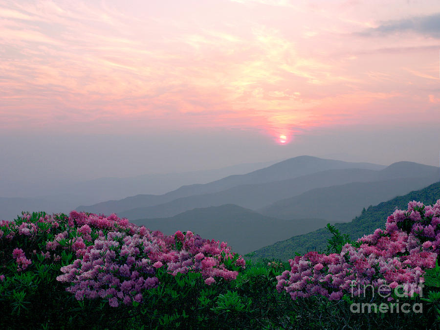 Mountain Photograph - Rhododendron Sunrise by Annlynn Ward