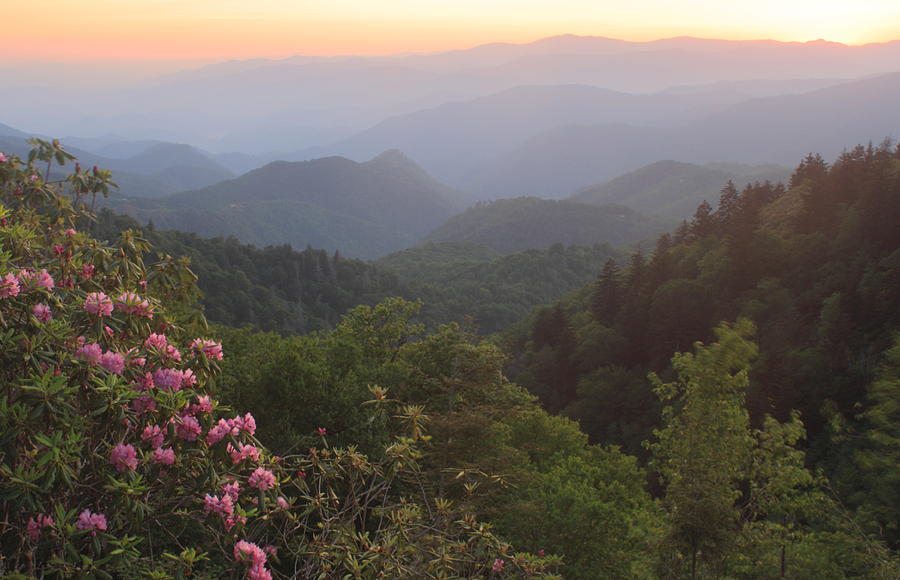 Rhododendron Sunset Wooleyback Overlook Blue Ridge Parkway Photograph by John Burk