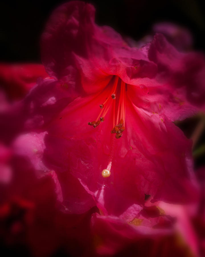 Rhododendron Photograph - Rhododendron by Thomas Hall