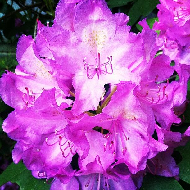 Rhododendron Up Close Photograph by Allison Clayton
