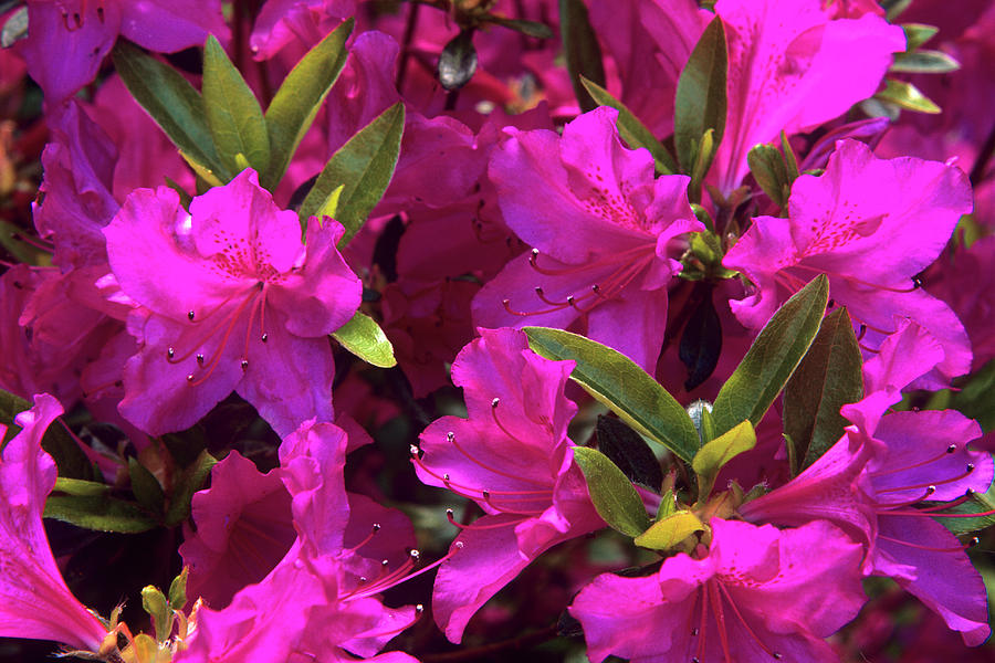 Rhododendron 'vuyk's Rosyred' Flowers Photograph by Andrew Ackerley ...