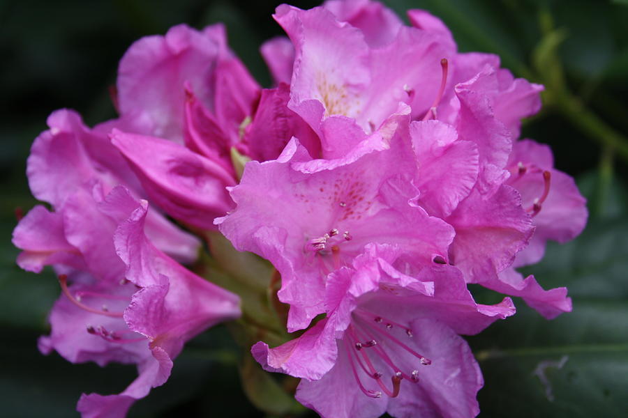 Rhododendron Photograph by William Gambill