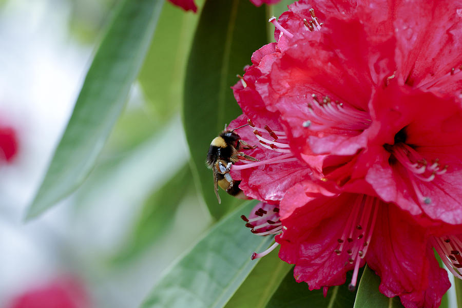 Rhododendron With Bumblebee Photograph by Frank Tschakert