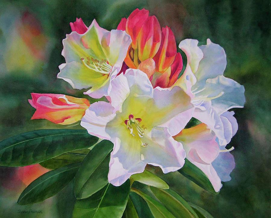 Watercolor Painting - Rhododendron with Red Buds by Sharon Freeman