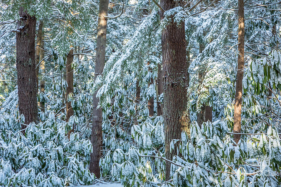 Rhododendron Woods in Snow Photograph by Susan Cole Kelly