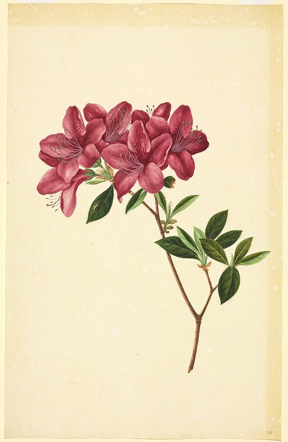 Rhododendrons, 19th-century artwork Photograph by Science Photo Library ...