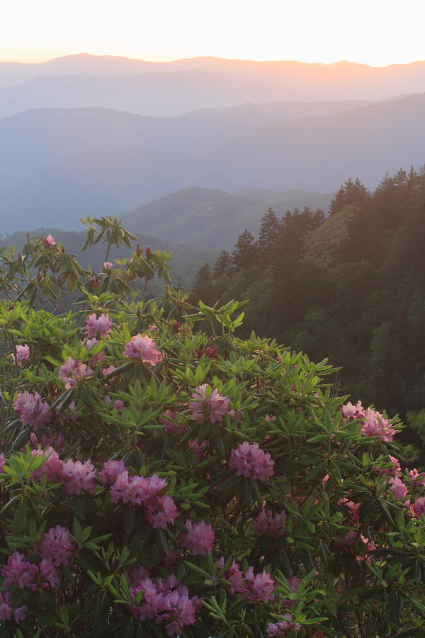 Rhododendrons and Smoky Mountains in Evening Light Photograph by John Burk