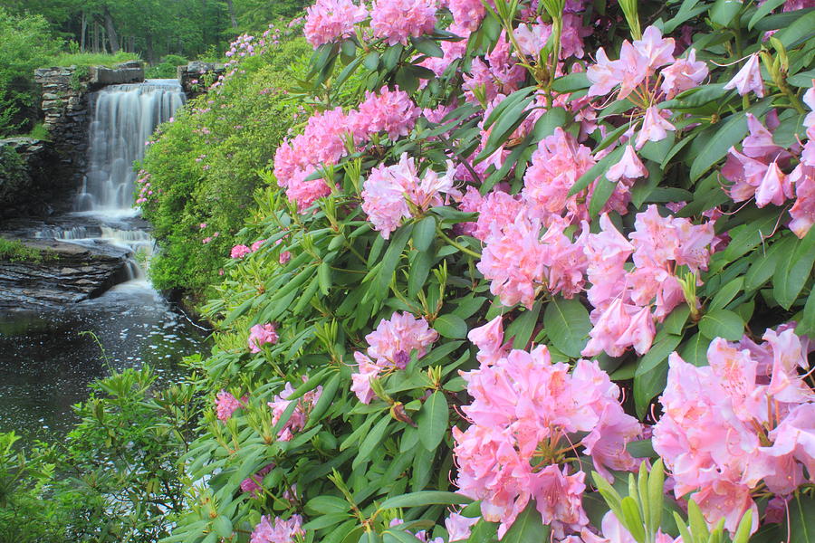 Rhododendrons and Waterfall Photograph by John Burk