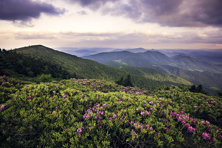 Rhododendrons Bloom on Roan Mountain Photograph by Malcolm MacGregor