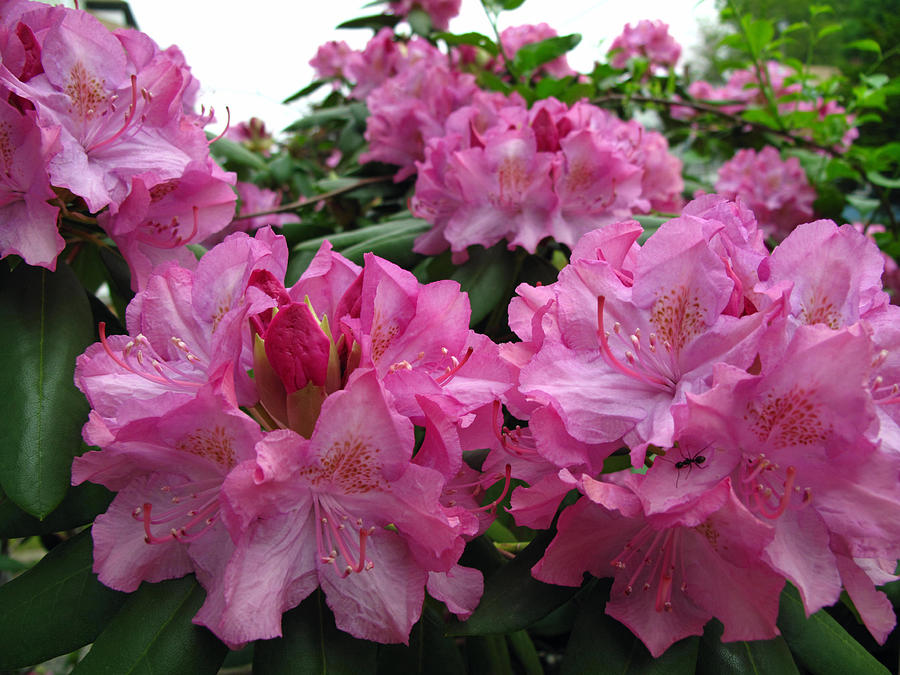 Rhododendrons in Bloom Photograph by Barbara McDevitt