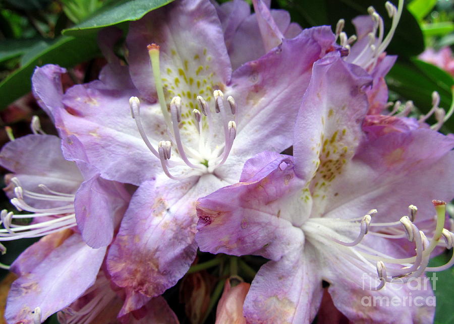 Rhododendrons Photograph by Lili Feinstein