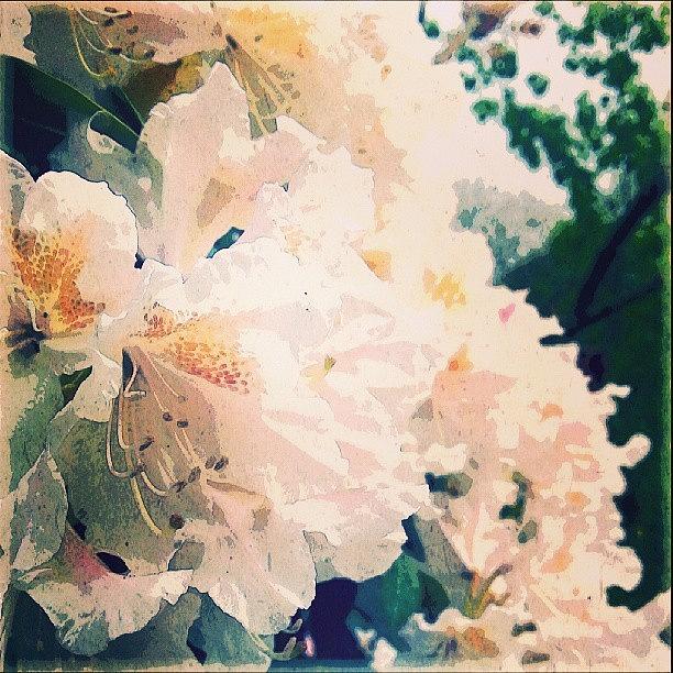 Spring Photograph - #rhododendrons #today. .. #newtown by Linandara Linandara