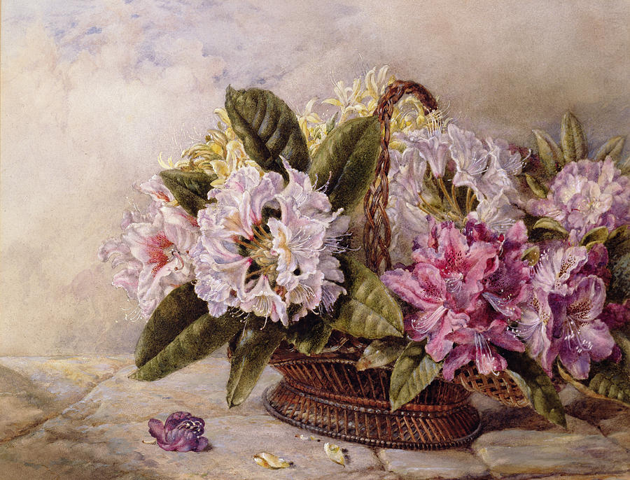 Flower Painting - Rhododendrons  by English School