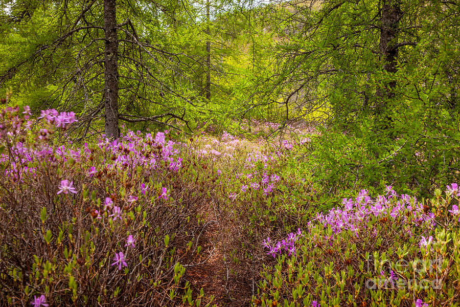 Rhodora Bloom in Acadia Photograph by Susan Cole Kelly