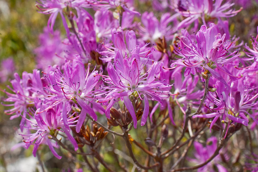 Rhodora Rhododendron Canadense Photograph by Andrew J. Martinez