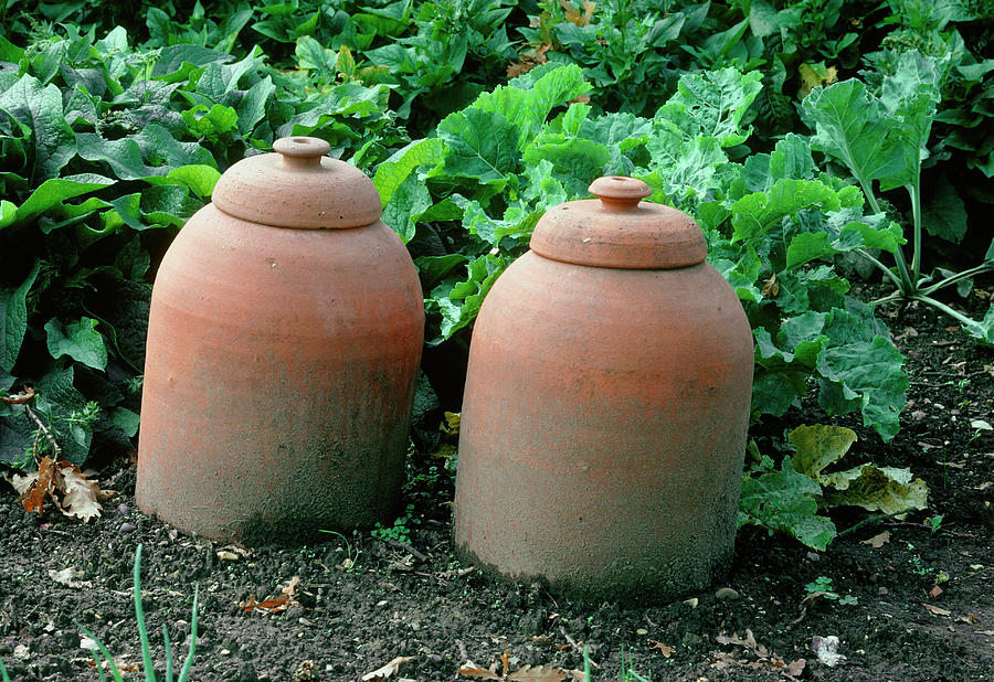 Rhubarb Forcing Pots Photograph by Anthony Cooper/science Photo Library