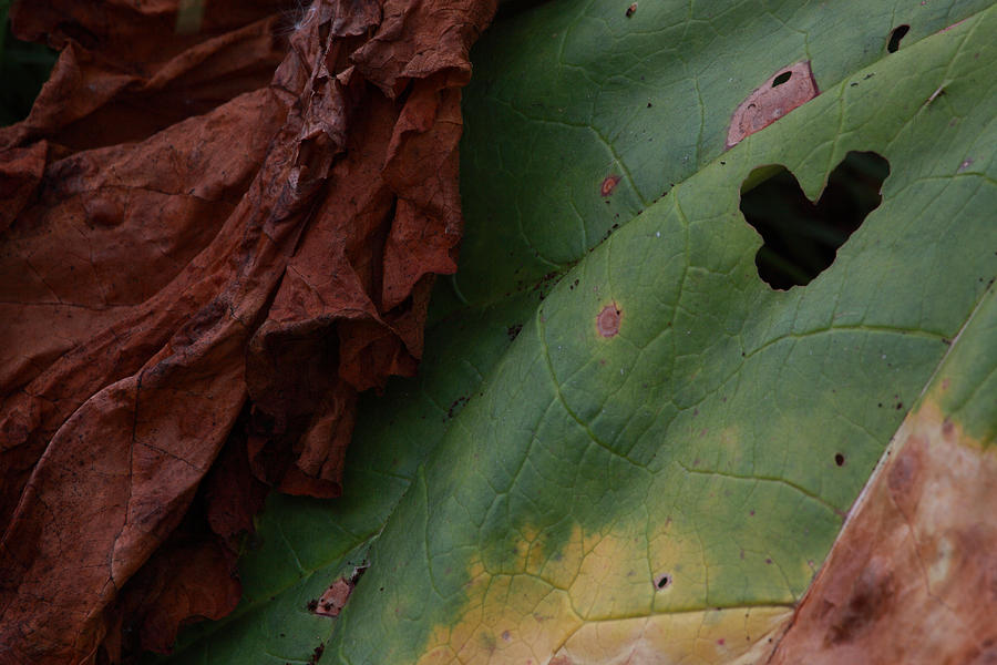 Rhubarb Leaf Texture Photograph