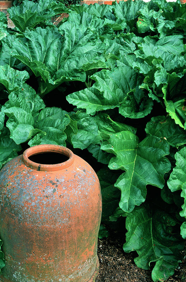 Rhubarb Plants With Forcing Pot Photograph by Andrew Ackerley/science