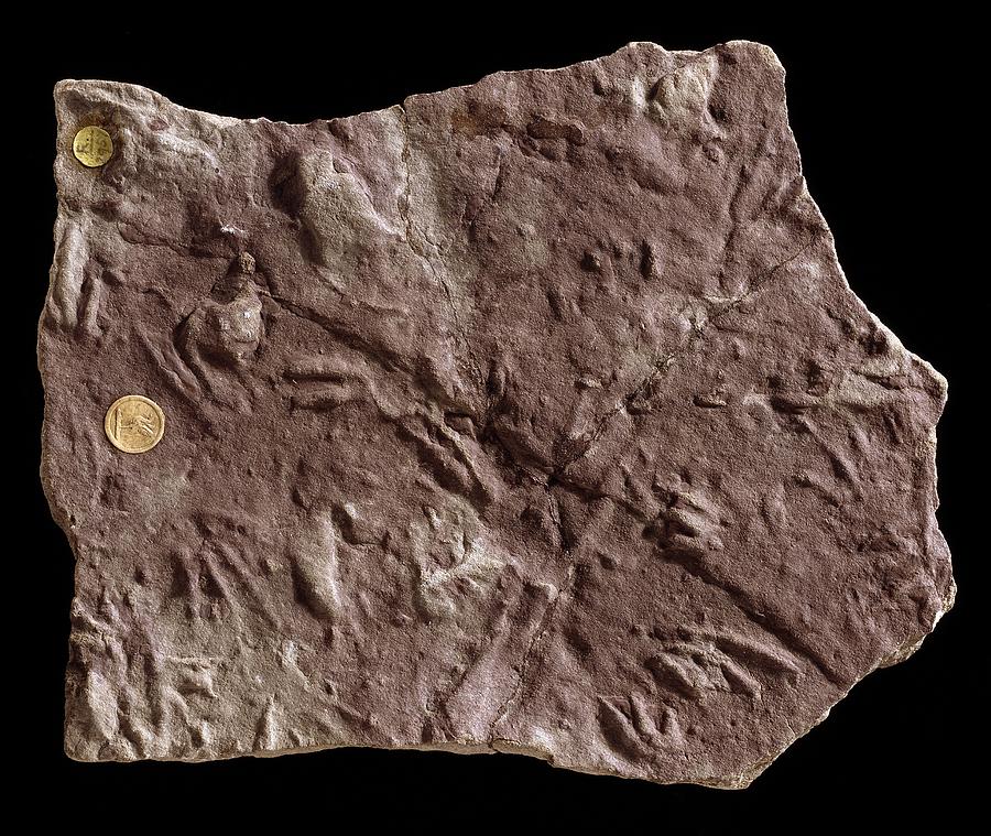 fossil footprints dinosaurs