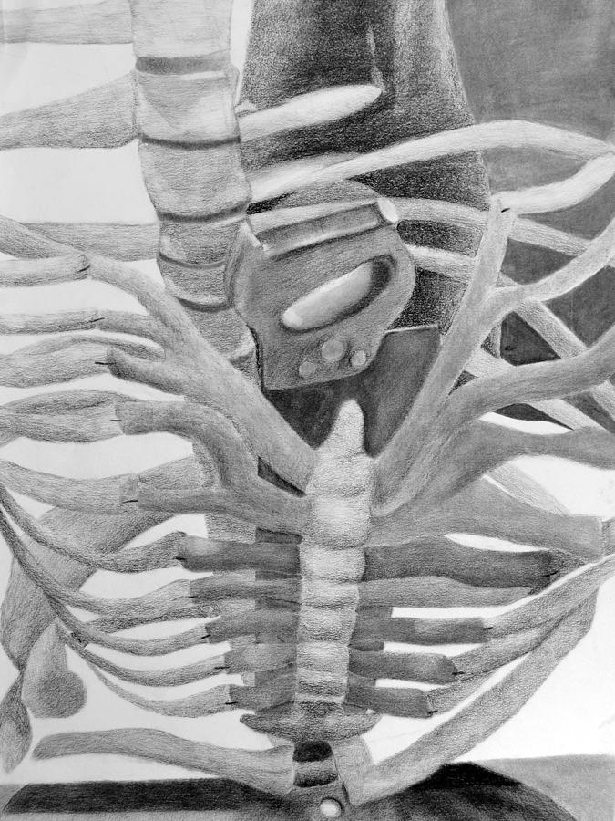 Charcoal Drawing - Rib Cage by Lindsey Steimle