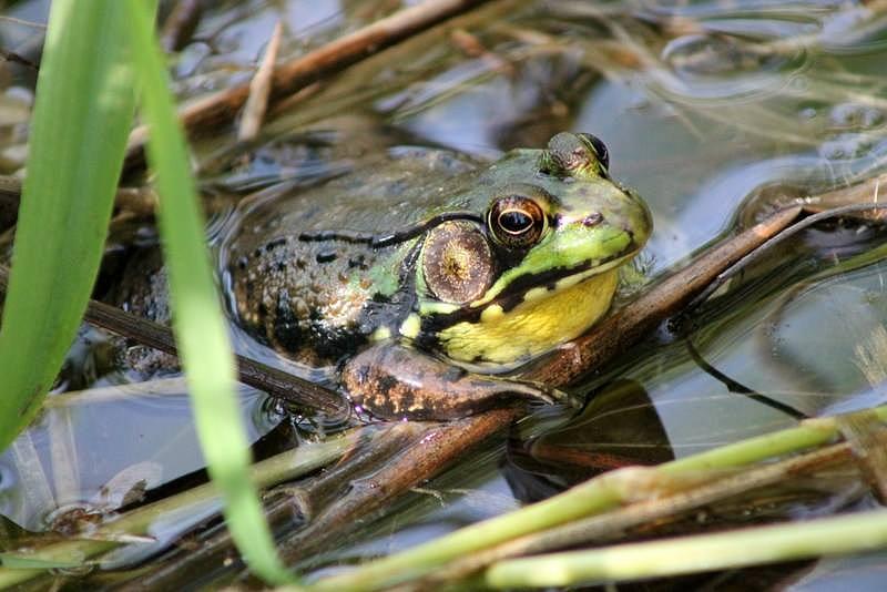 Ribbit Photograph by Lori Rossi - Fine Art America