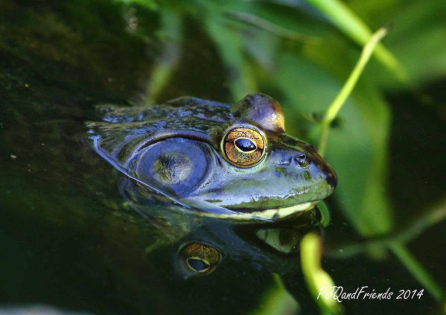 Ribbit seriously Photograph by PJQandFriends Photography