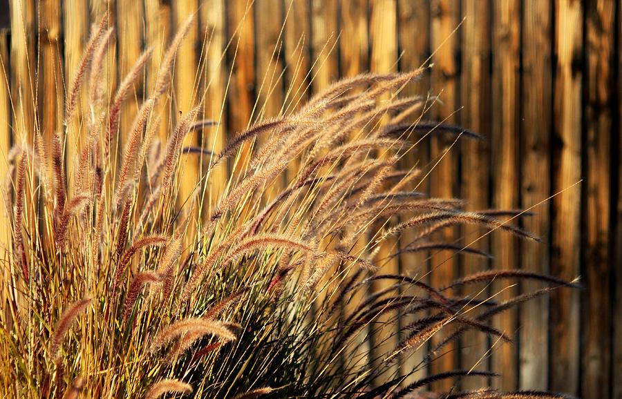 Ribbon Grass Photograph by Douglas Miller