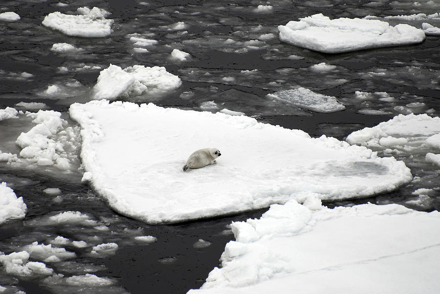 Ribbon Seal Pup Photograph by Carleton Ray