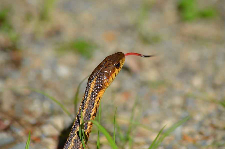 Ribbon Snake Photograph by James Petersen