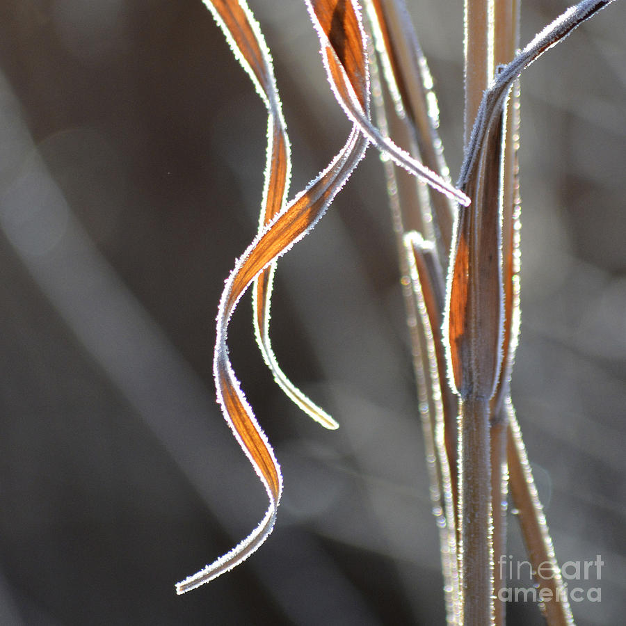 Ribbons of Frost Photograph by Forest Floor Photography