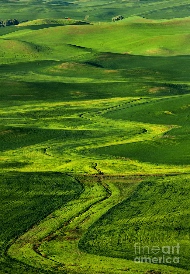 Ribbons of Green Photograph by Michael Dawson