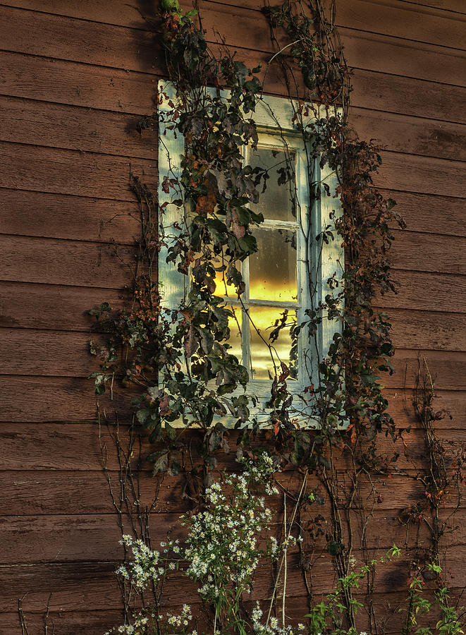 Ribbons of Vines and Inspiring Sunset Reflections Photograph by TS Photo