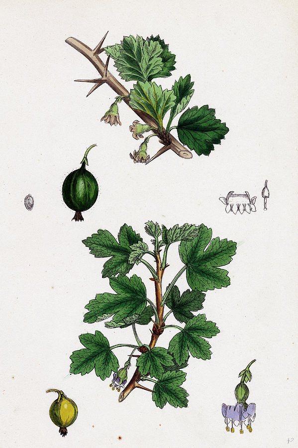 Nature Drawing - Ribes Grossularia Gooseberry by English School