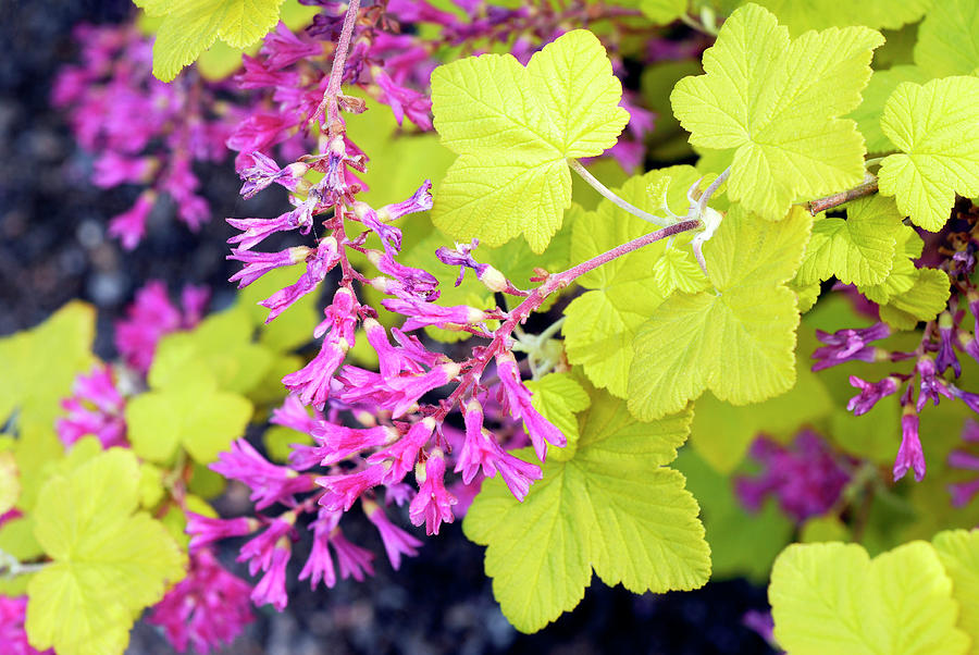 Spring Photograph - Ribes Sanguineum brocklebankii by Anthony Cooper/science Photo Library